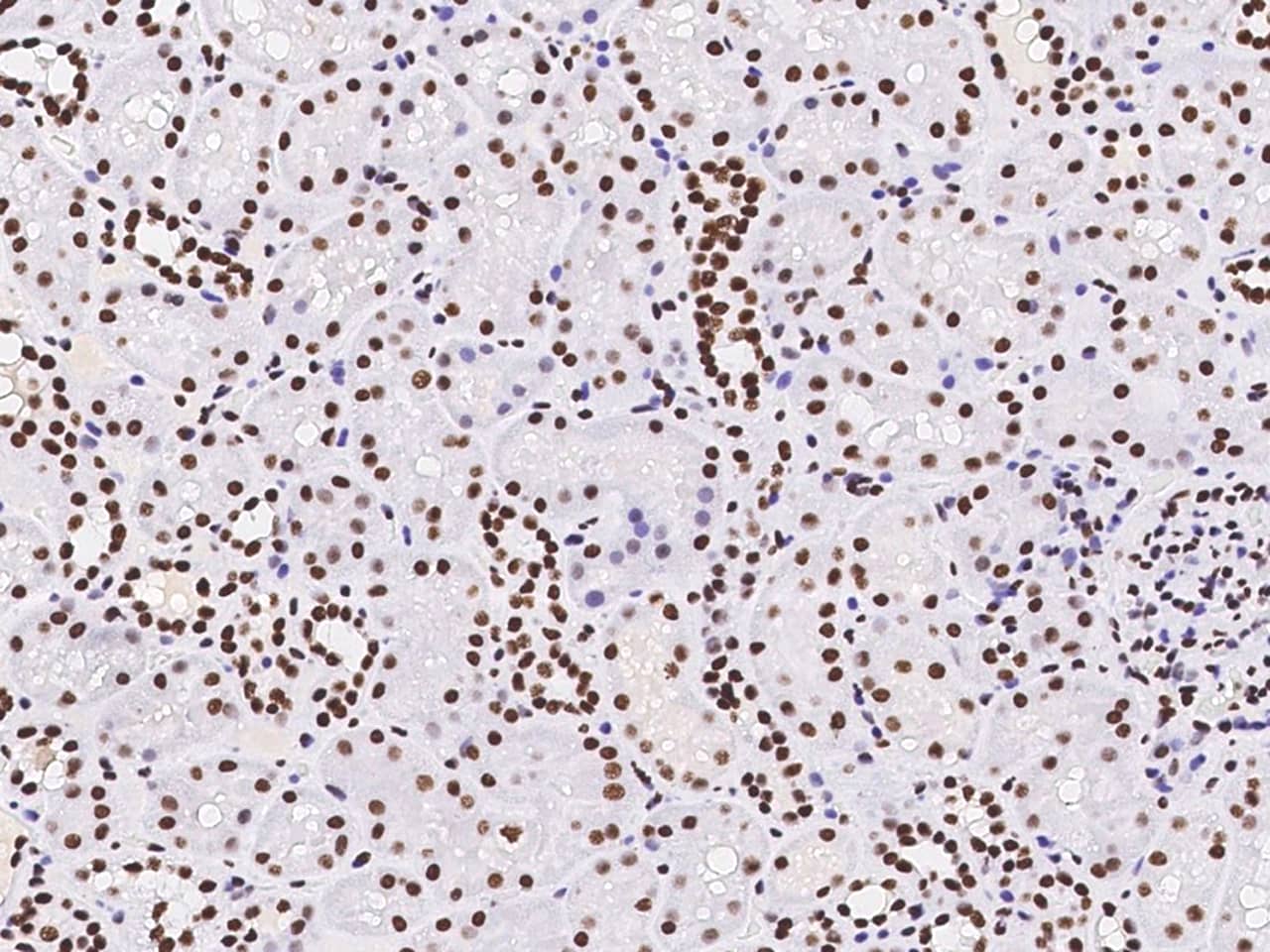 Pax2 Antibody - Azide and BSA Free