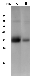 Cyclophilin-E Antibody - Azide and BSA Free