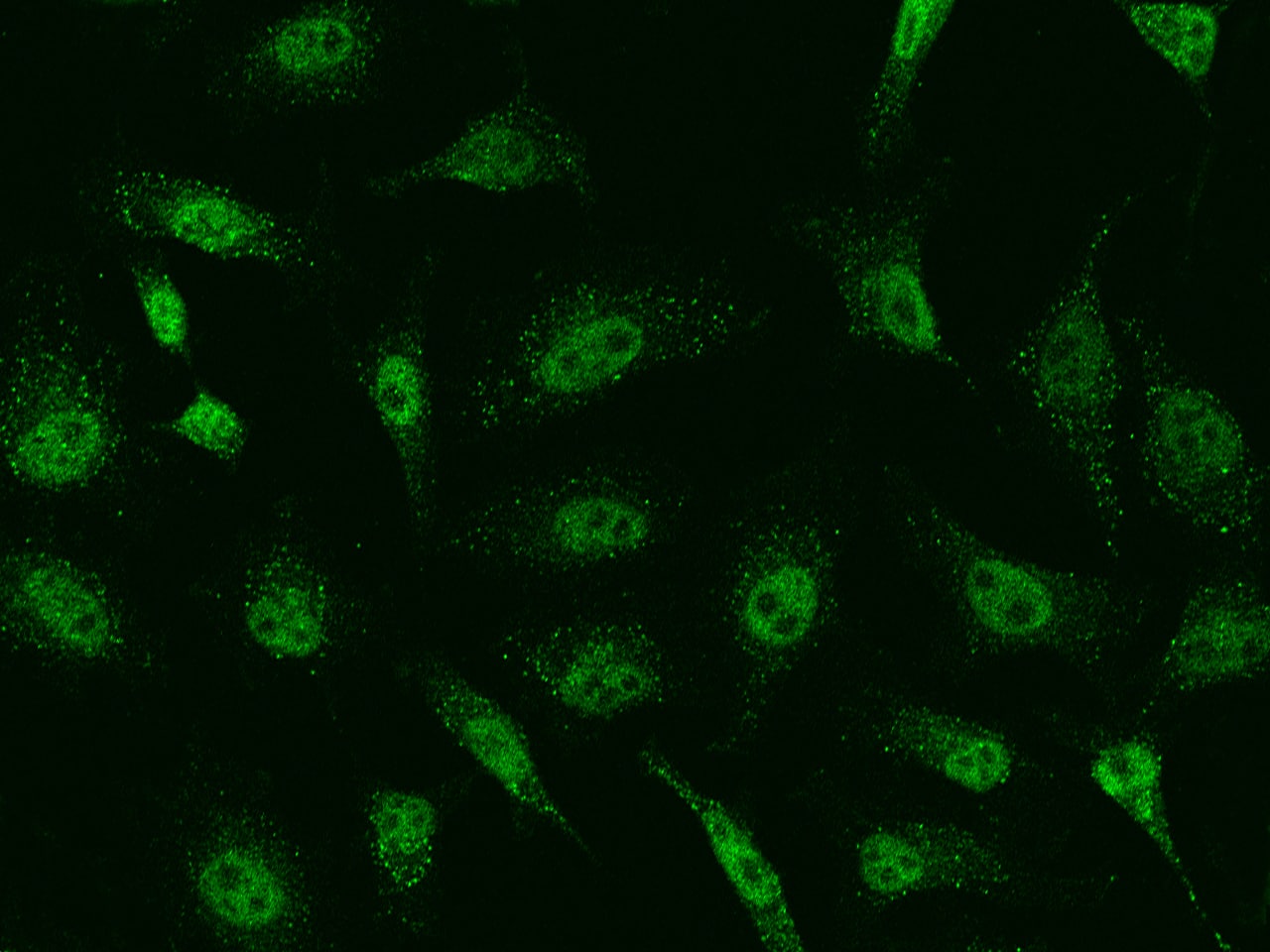 SAP30 Antibody - BSA Free