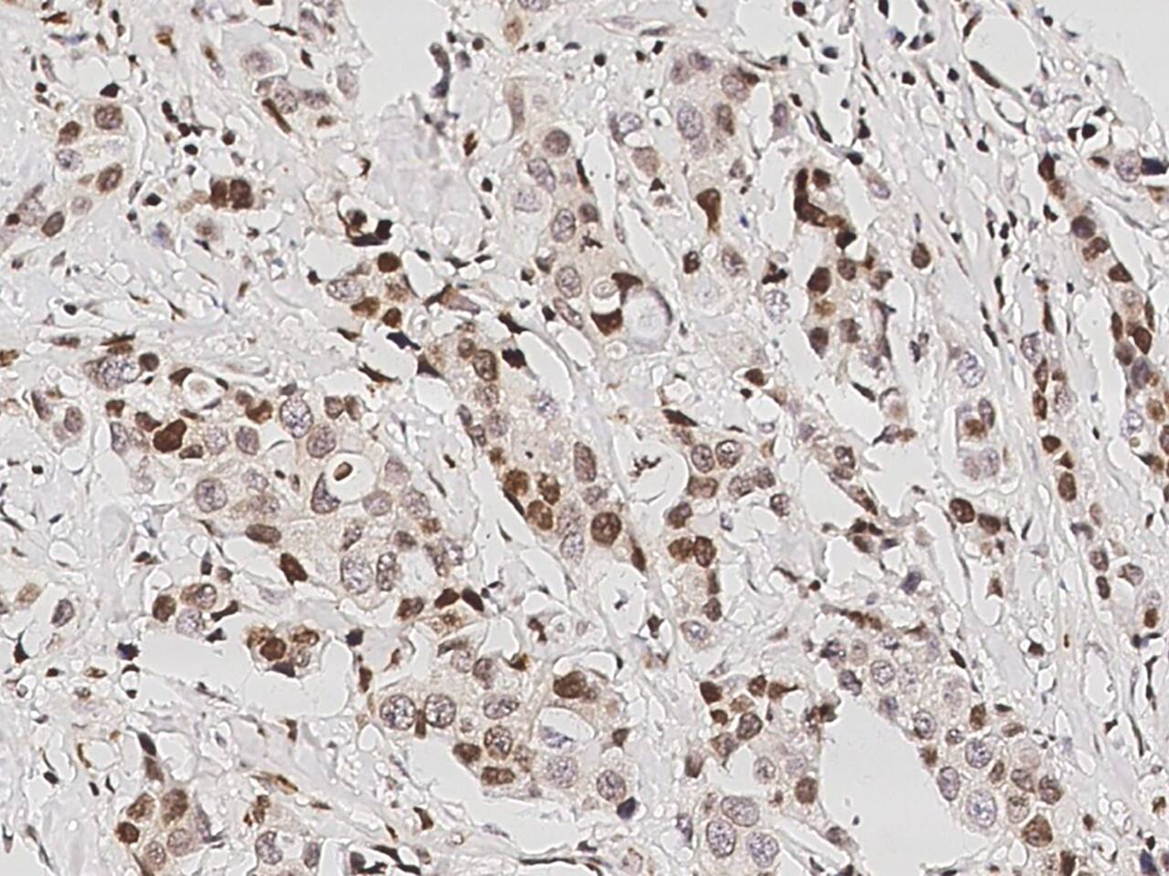 DP1 Antibody - Azide and BSA Free
