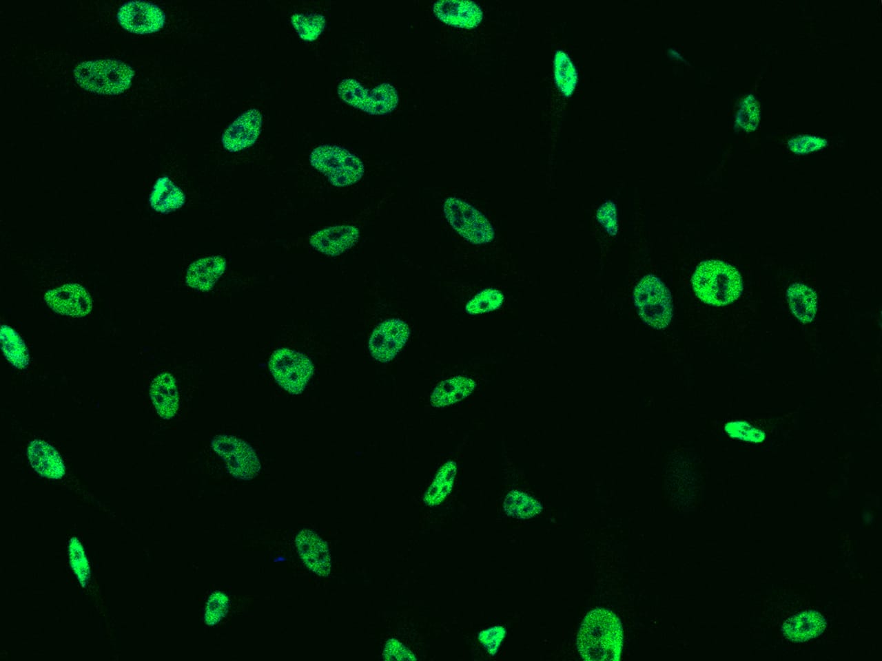 TCF-12/HTF4 Antibody - BSA Free
