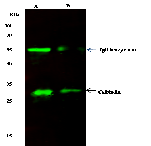Calbindin D-28K Antibody - Azide and BSA Free