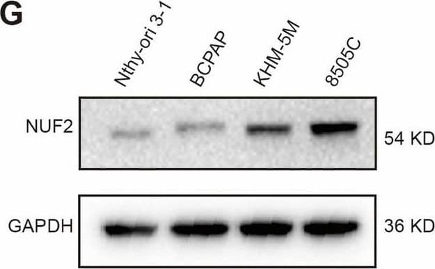 Nuf2 Antibody - Azide and BSA Free