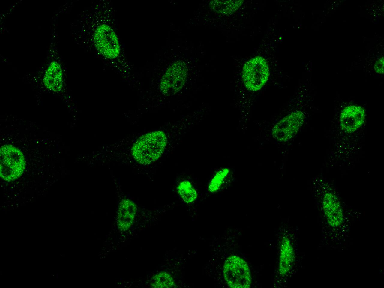 CHD4 Antibody - Azide and BSA Free