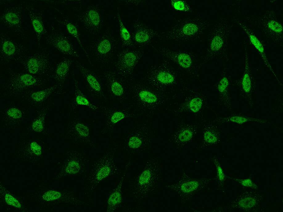 CHD4 Antibody - BSA Free