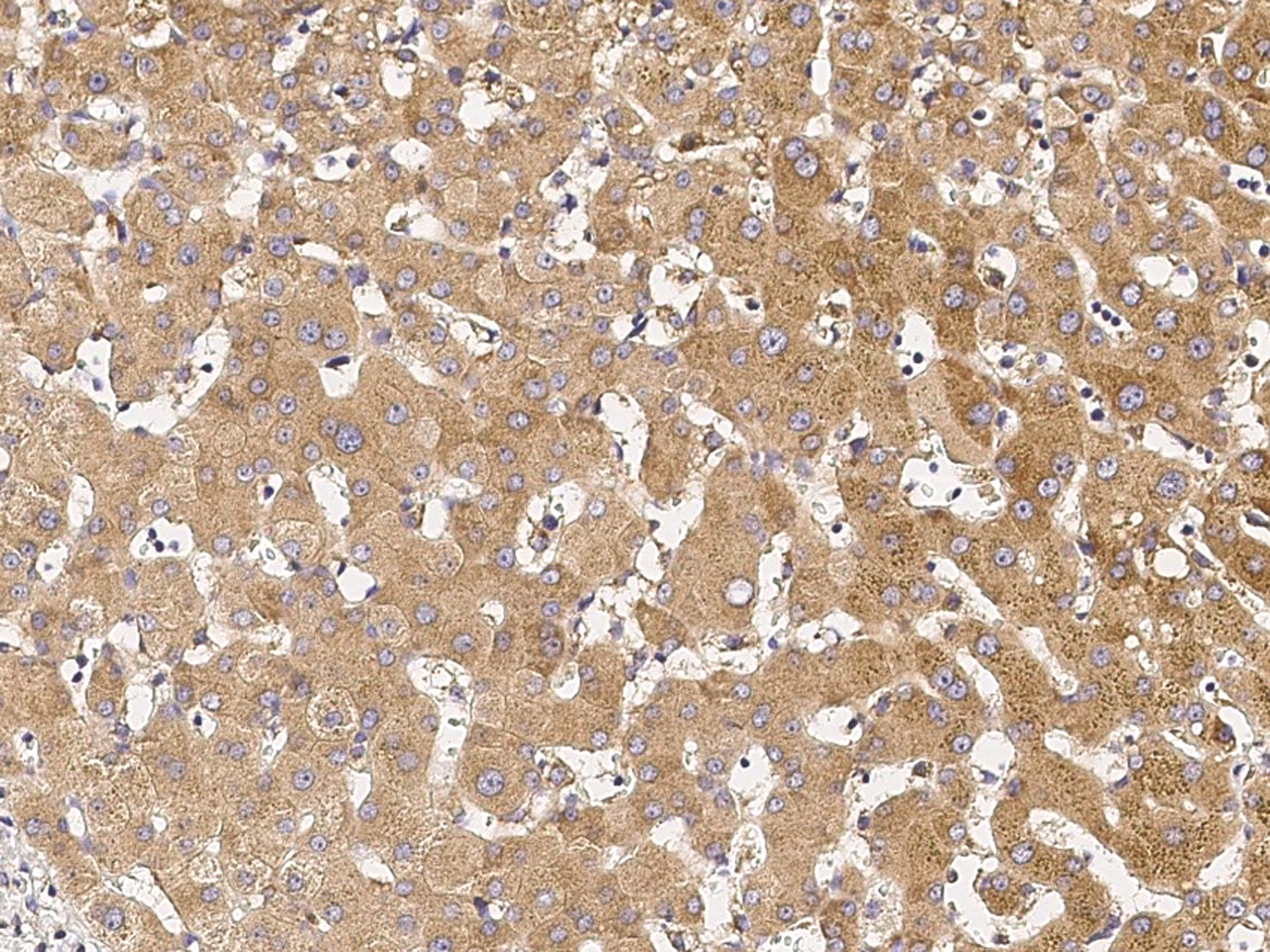 ERP29 Antibody - Azide and BSA Free