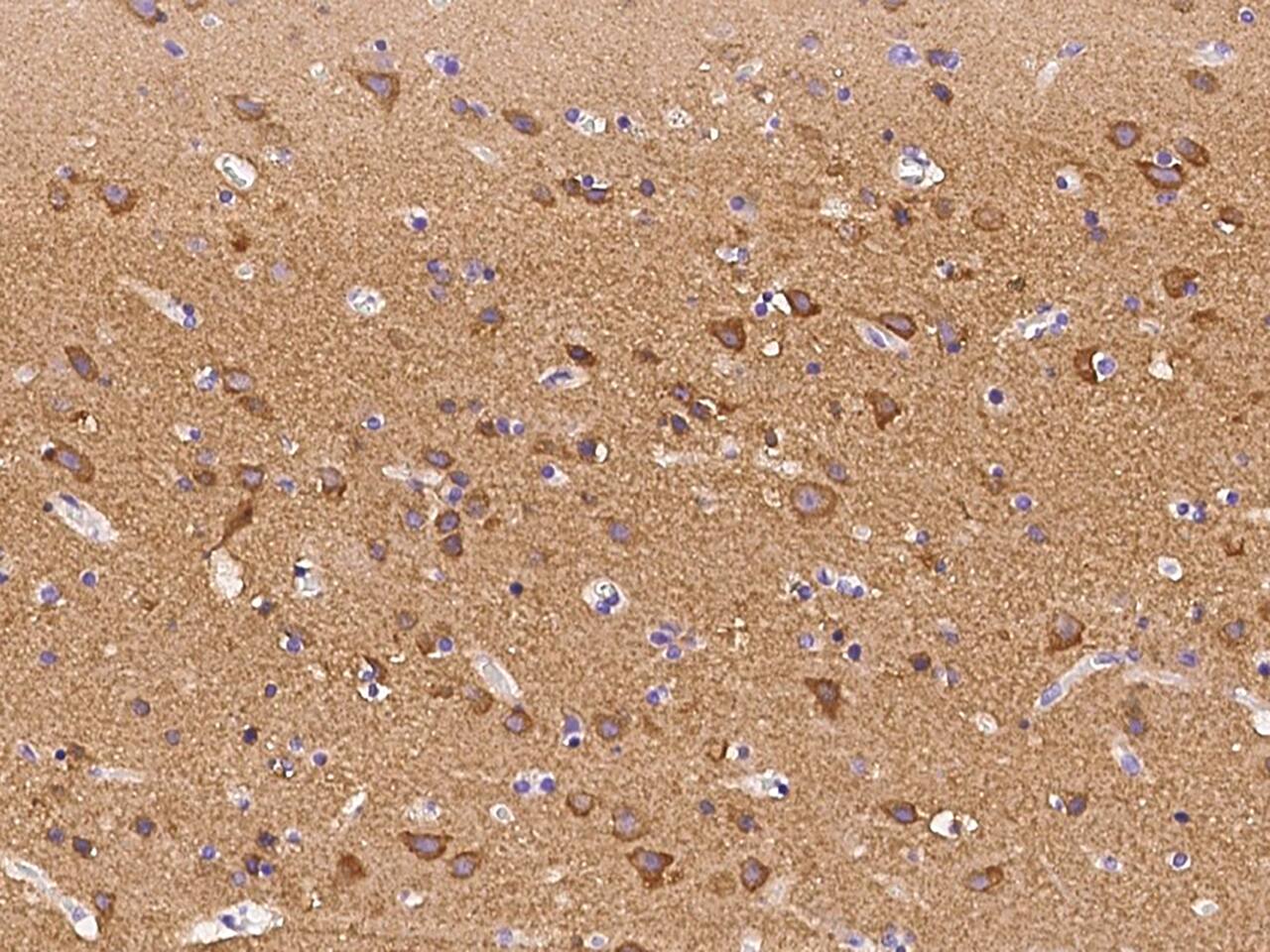 PACSIN1 Antibody - BSA Free