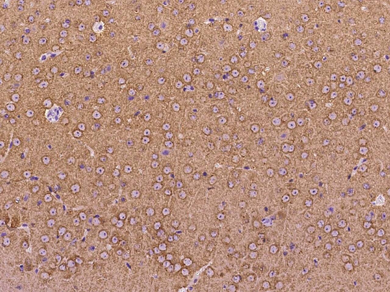 PACSIN1 Antibody - BSA Free