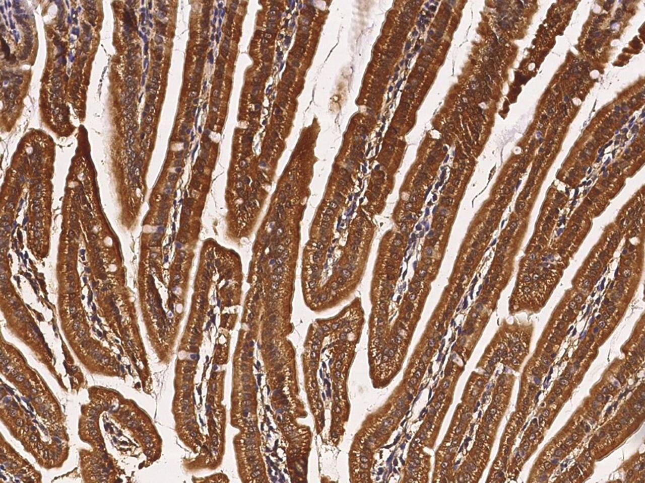 Apolipoprotein F Antibody - Azide and BSA Free