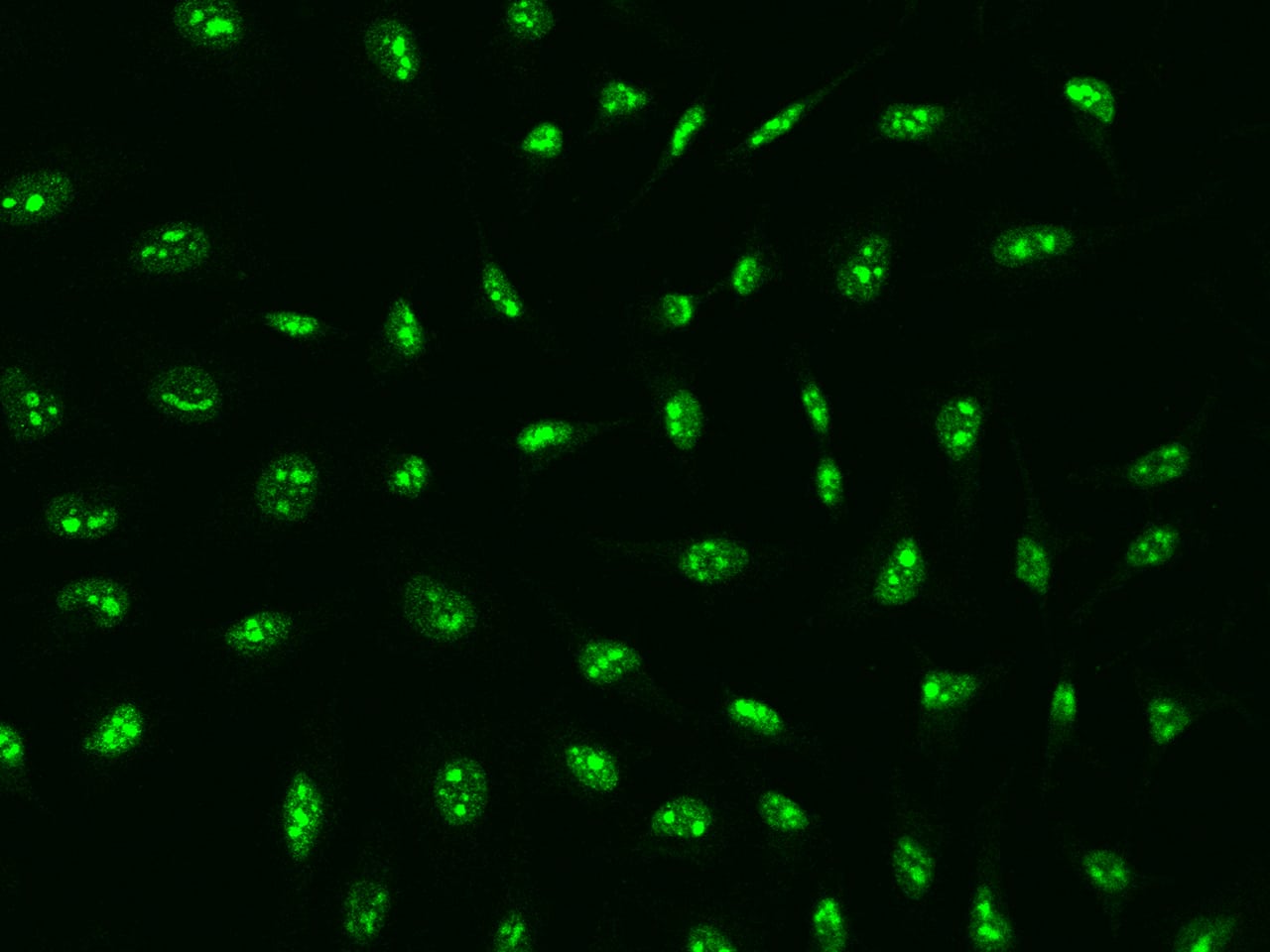 BRIX Antibody - BSA Free