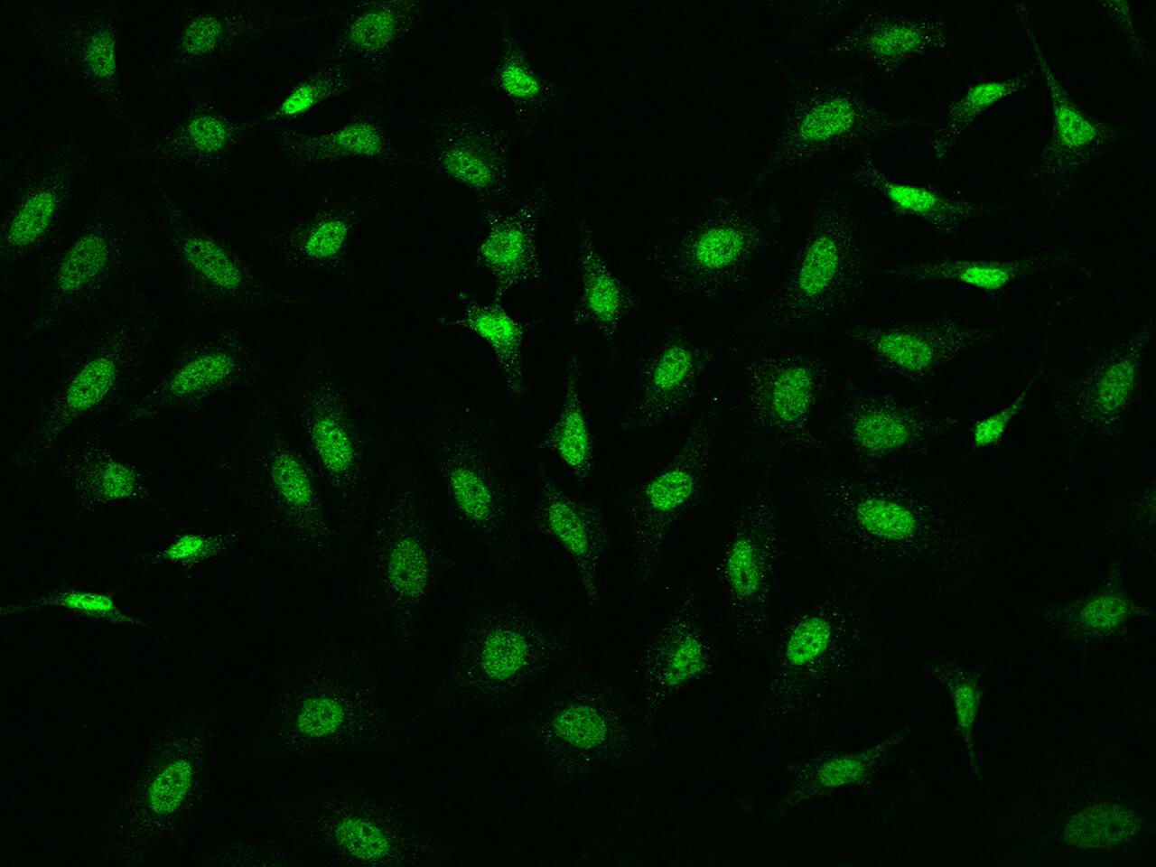 N-PAC Antibody - Azide and BSA Free