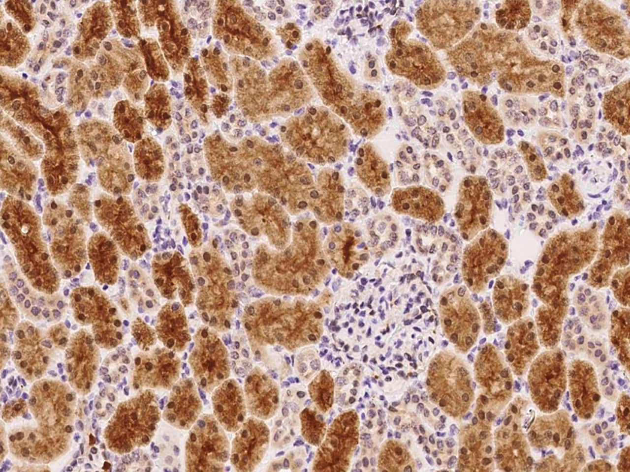 FIH-1/HIF-1AN Antibody - Azide and BSA Free