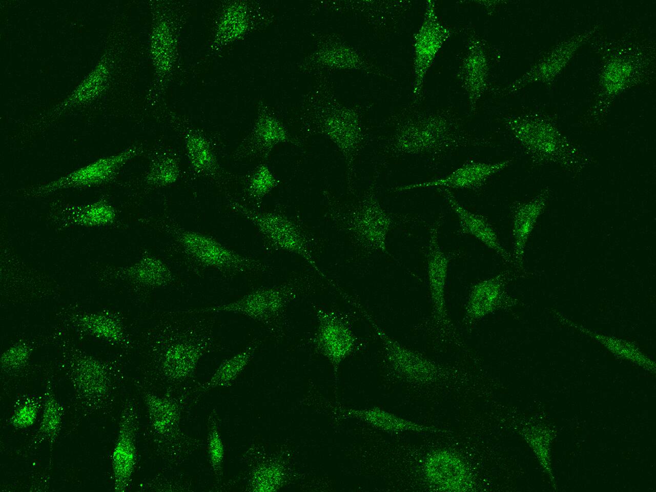 Bmf Antibody - Azide and BSA Free
