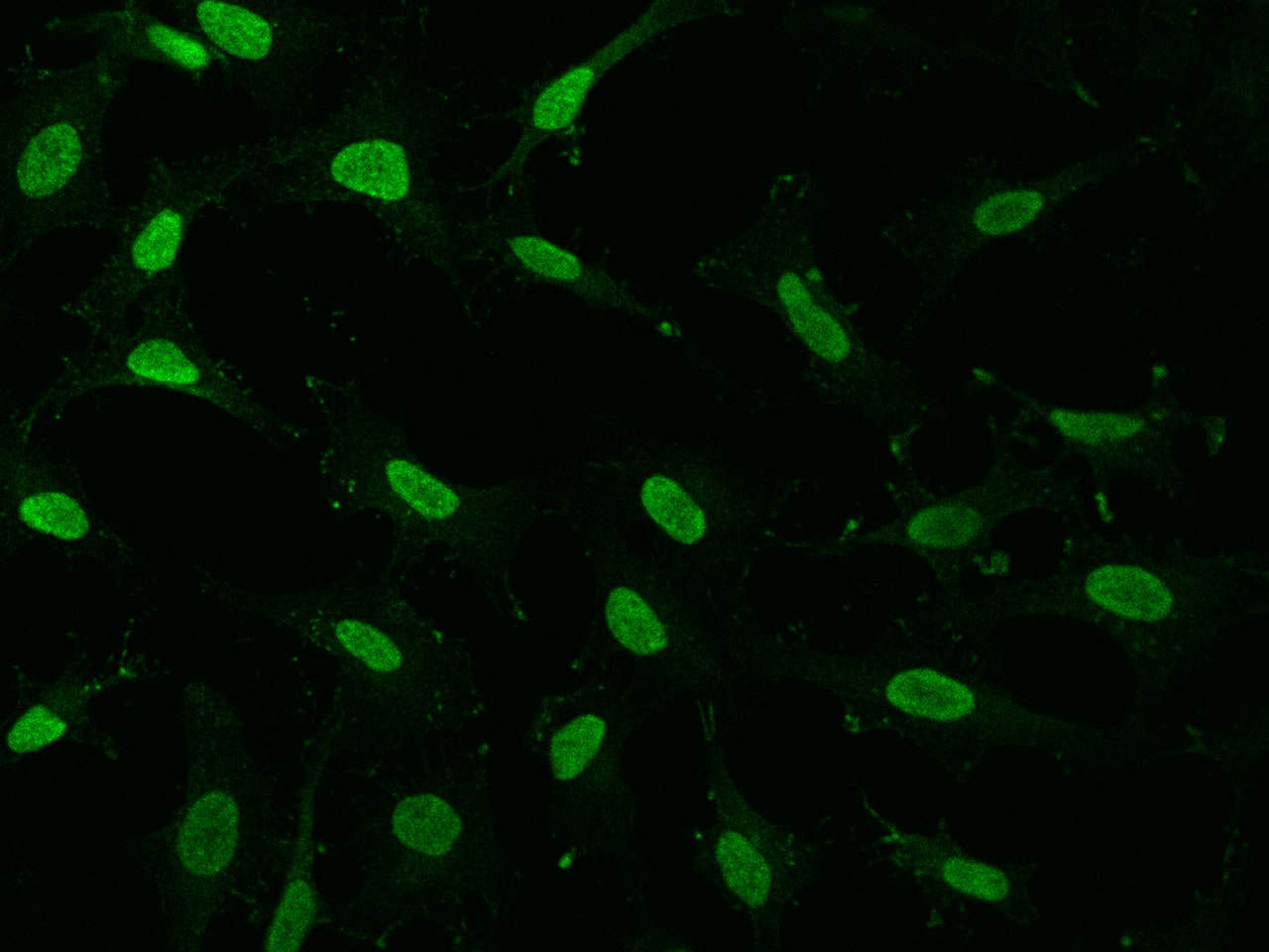 GMEB1 Antibody - BSA Free