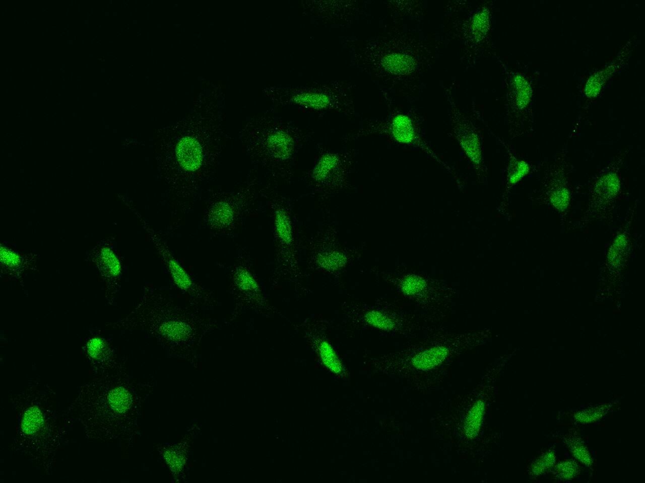 IFRD1 Antibody - BSA Free