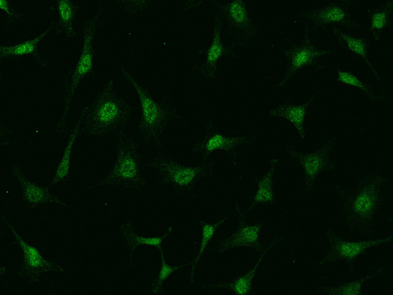 PI 3-Kinase p110 beta/PIK3CB Antibody - BSA Free