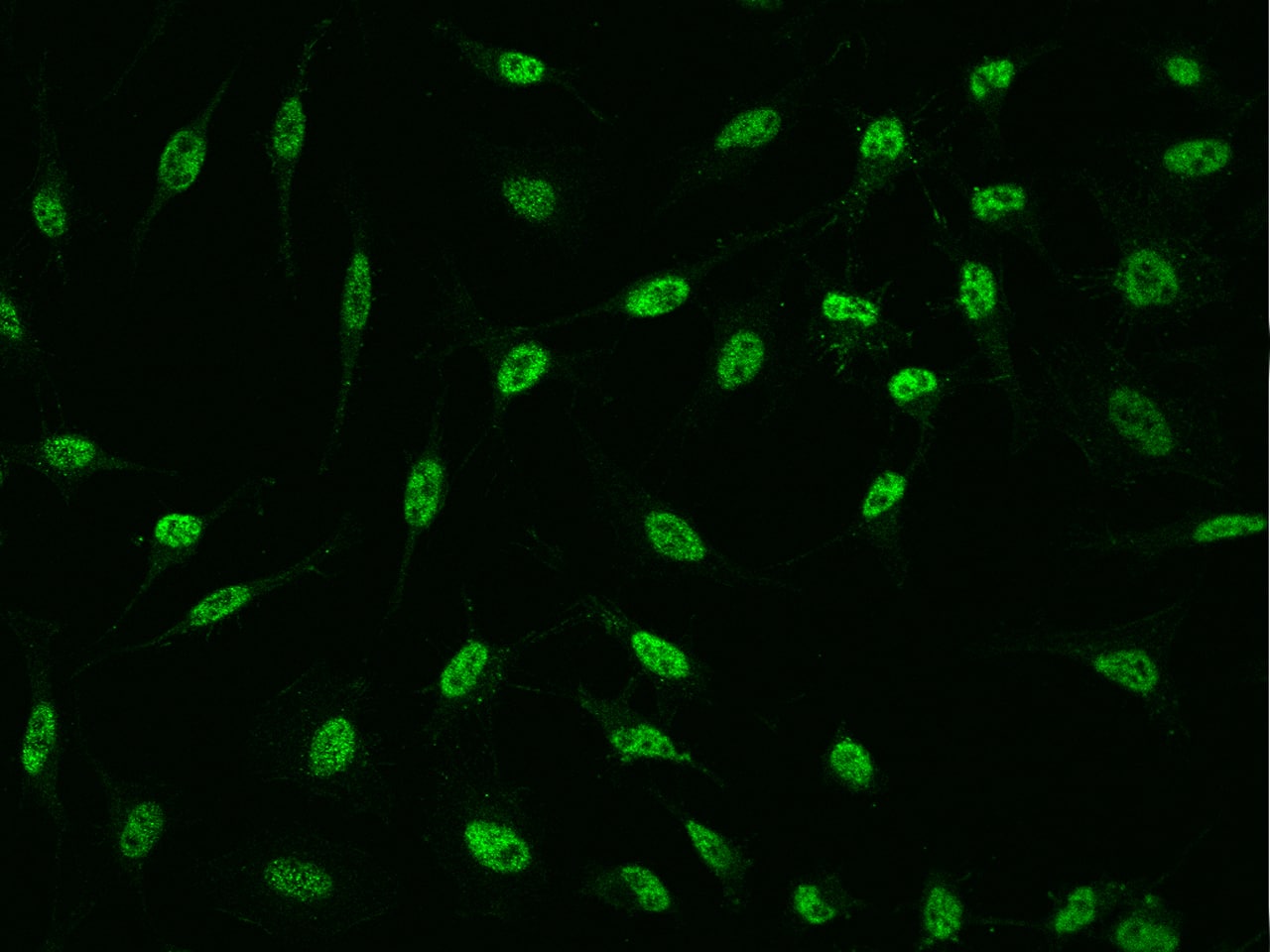 PQBP1 Antibody - BSA Free