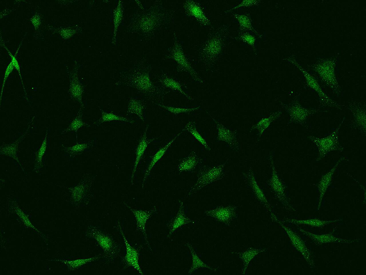 PSMC6 Antibody - BSA Free