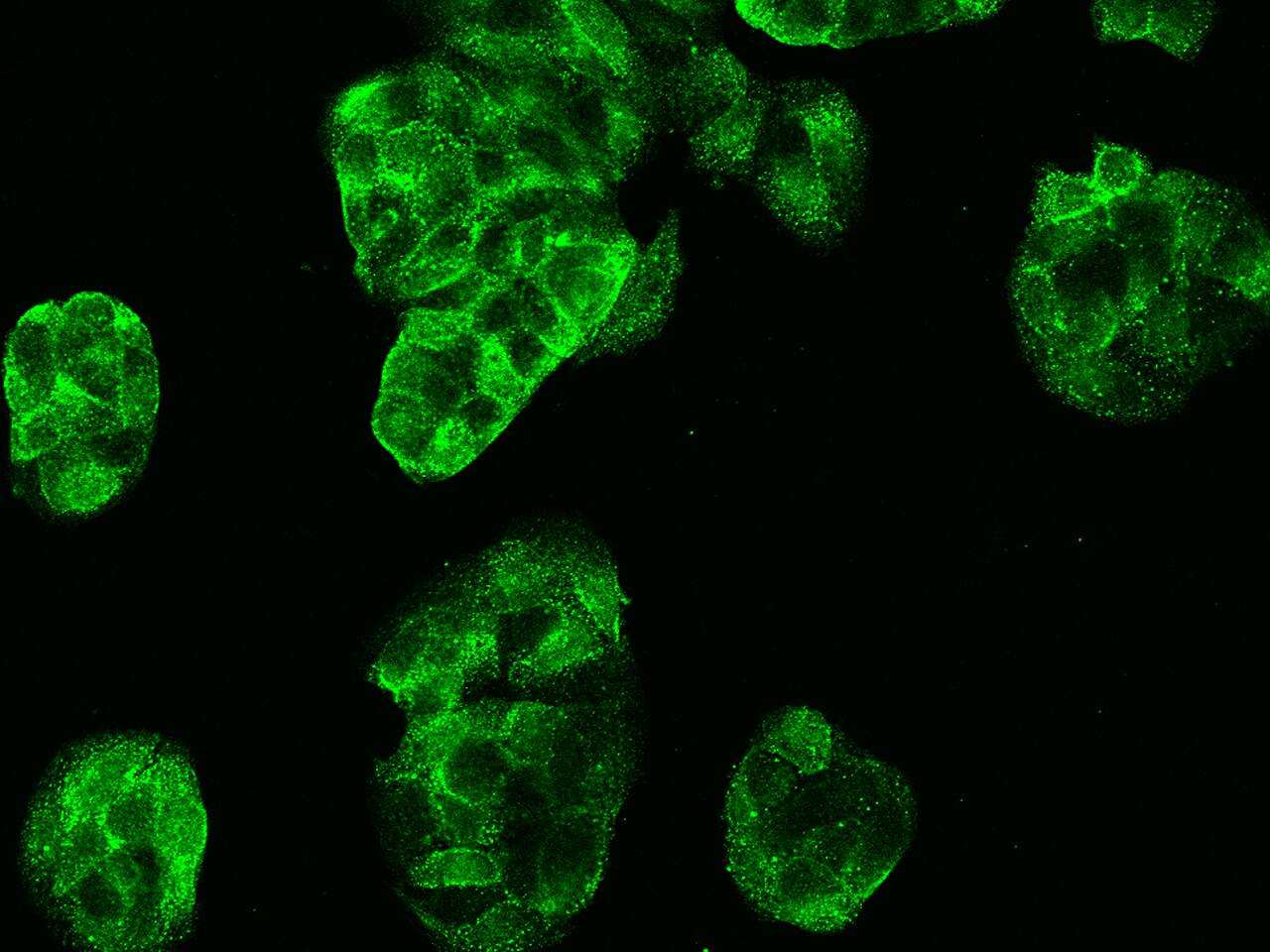 Carbonic Anhydrase VB/CA5B Antibody - Azide and BSA Free