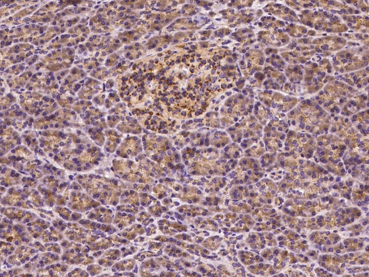 beta-1,3-Glucuronyltransferase 3/B3GAT3 Antibody - Azide and BSA Free