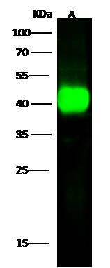ILKAP/PP2C delta Antibody - Azide and BSA Free