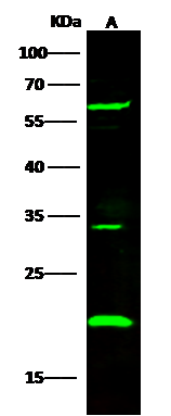 UBE2M/Ubc12 Antibody - Azide and BSA Free