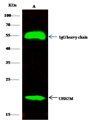 UBE2M/Ubc12 Antibody - Azide and BSA Free