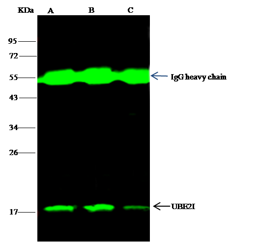 UBE2I/Ubc9 Antibody - Azide and BSA Free