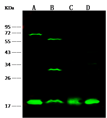 UBE2I/Ubc9 Antibody - Azide and BSA Free