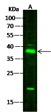 FDPS Antibody - Azide and BSA Free