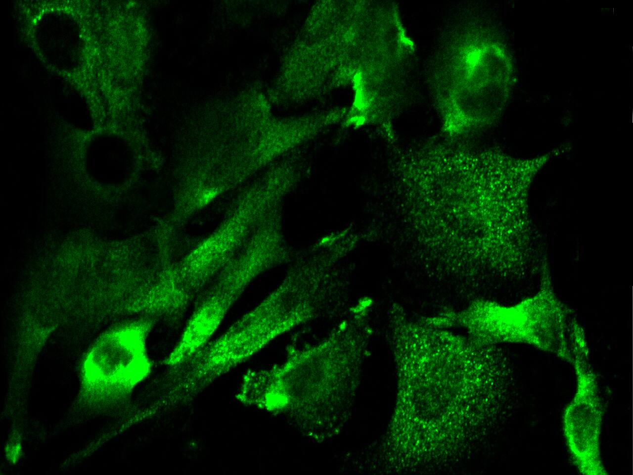 GM2A Antibody - Azide and BSA Free