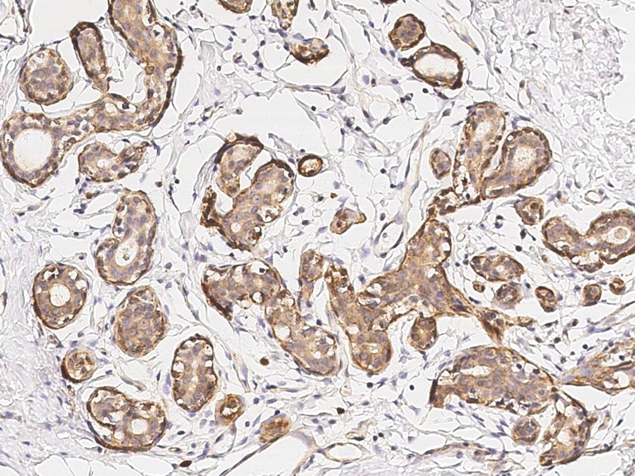 GM2A Antibody - Azide and BSA Free
