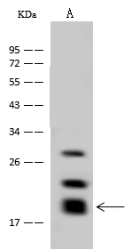 GM2A Antibody - Azide and BSA Free