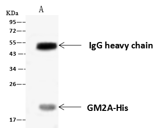 GM2A Antibody - Azide and BSA Free