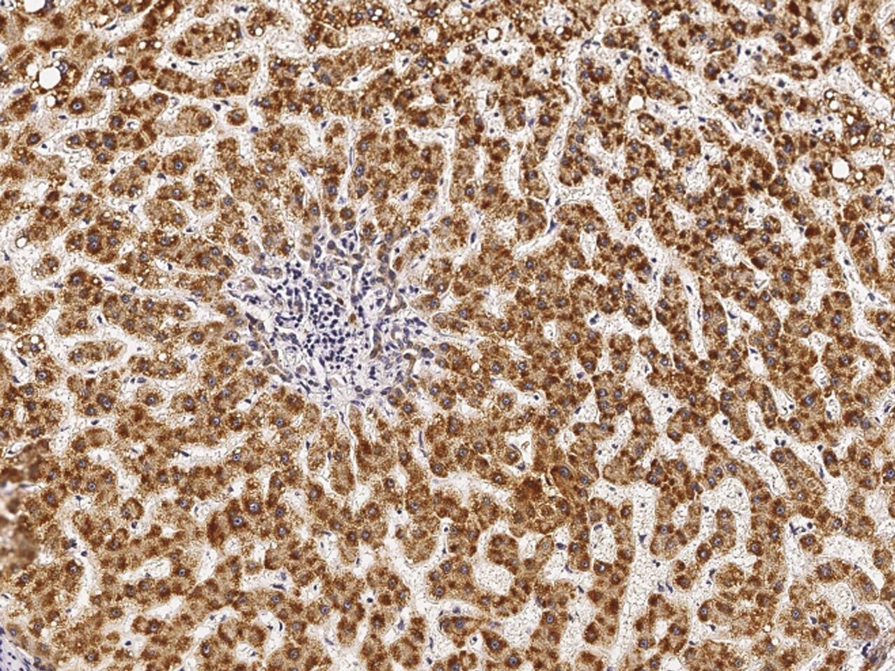 PHYH Antibody - Azide and BSA Free