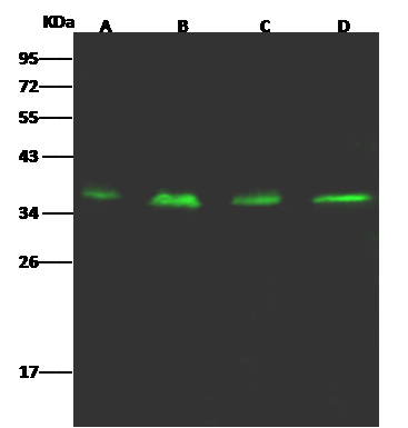 CRELD1 Antibody - Azide and BSA Free