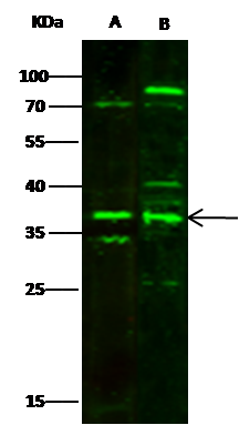 MBD3 Antibody - Azide and BSA Free
