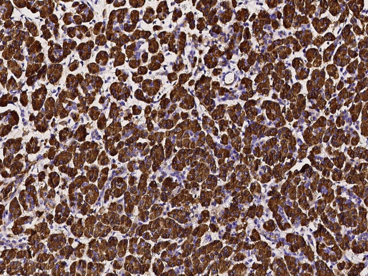 Pancreatic Lipase Antibody - Azide and BSA Free