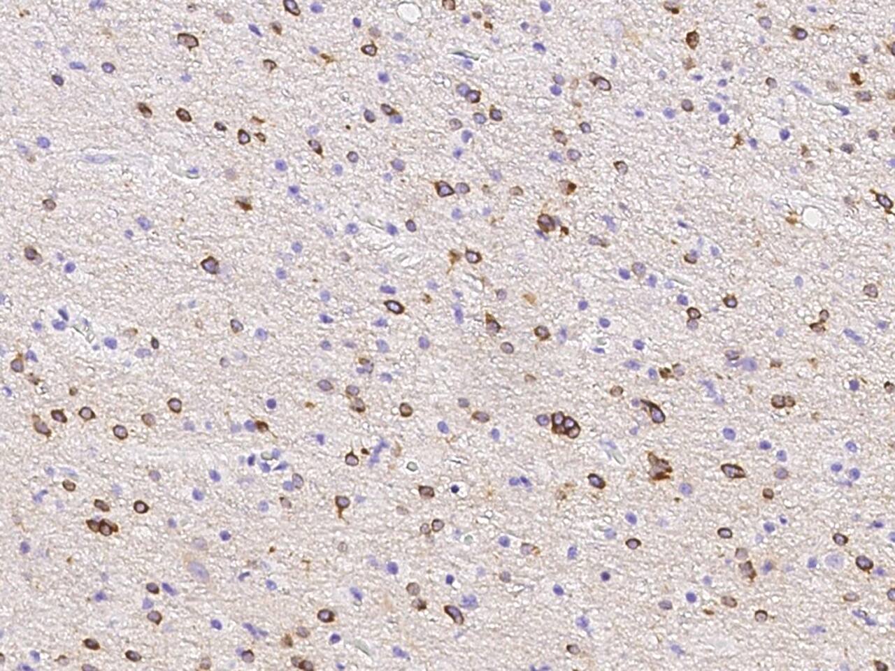 PDE1C Antibody - Azide and BSA Free