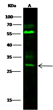 BPHL Antibody - Azide and BSA Free