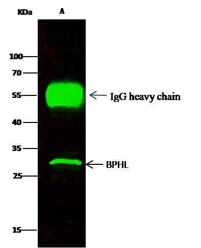 BPHL Antibody - Azide and BSA Free