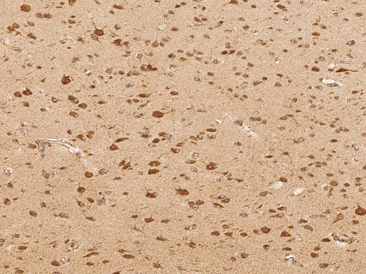 Glutaminyl-peptide Cyclotransferase/QPCT Antibody - Azide and BSA Free