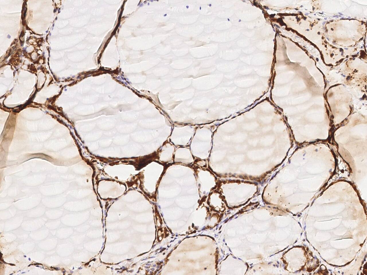 Glutaminyl-peptide Cyclotransferase/QPCT Antibody - Azide and BSA Free