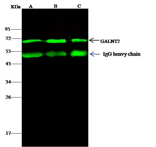 GALNT2 Antibody - Azide and BSA Free