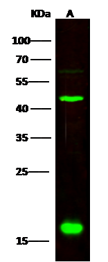 CNPY2 Antibody - Azide and BSA Free