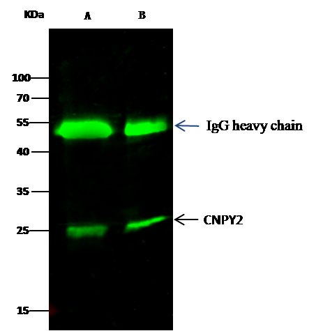 CNPY2 Antibody - Azide and BSA Free