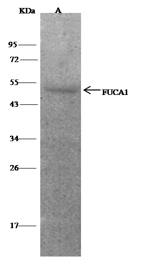 Tissue alpha-L-Fucosidase/FUCA1 Antibody - Azide and BSA Free