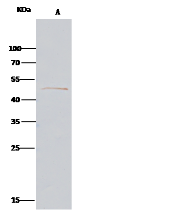 Alpha-parvin/Actopaxin Antibody - Azide and BSA Free