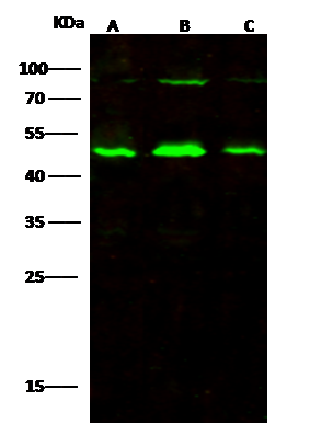 Alpha-parvin/Actopaxin Antibody - Azide and BSA Free