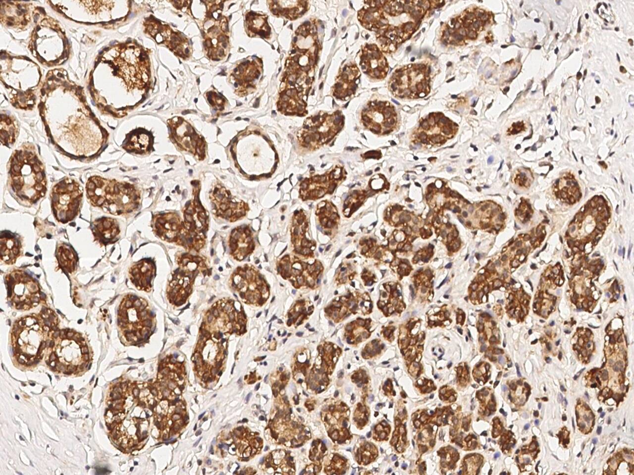 EIF5 Antibody - Azide and BSA Free